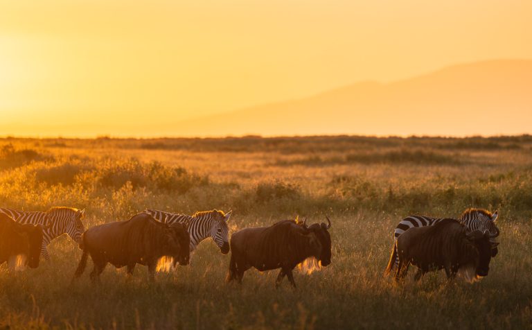 SERENGETI NATIONAL PARK