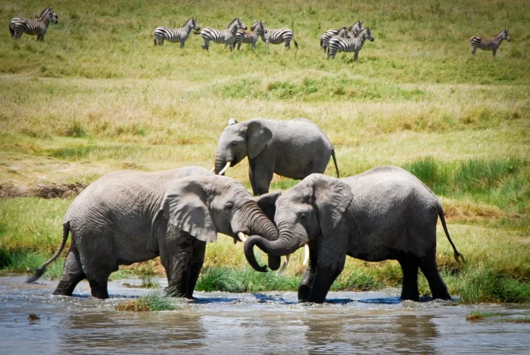 Tanzania Elephant Herds