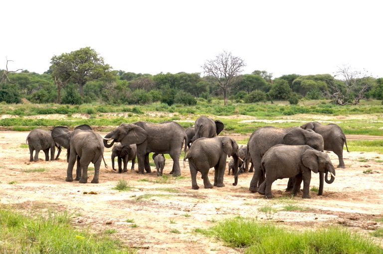 Tarangire National Park