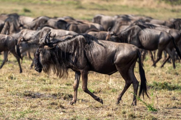 An-overview-of-the-great-wildebeest-migration-in-Serengeti-National-Park