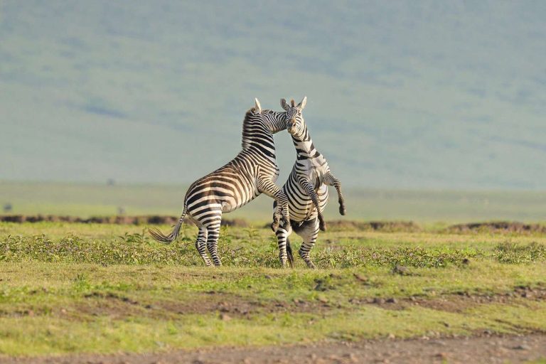 Zebras Ngorongoro