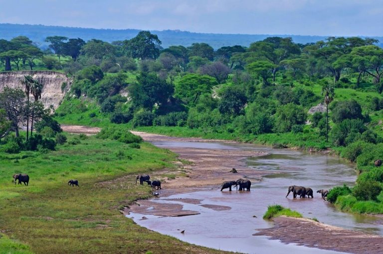 tarangire river