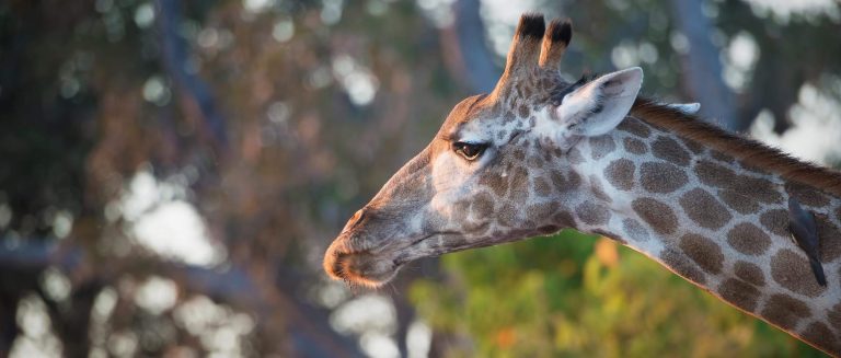 Arusha National Park Tour