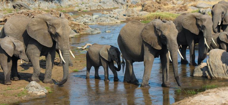 Tarangire National Park