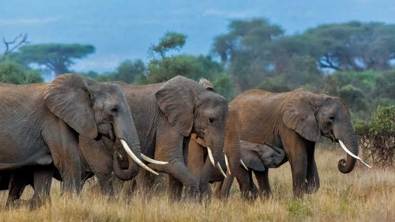 Tarangire National Park Tour