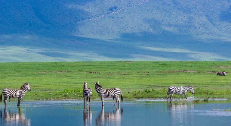 Zebra Ngorongoro Authentic