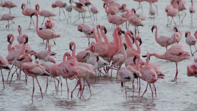 flamingoes-in-lake-Manyarahk,