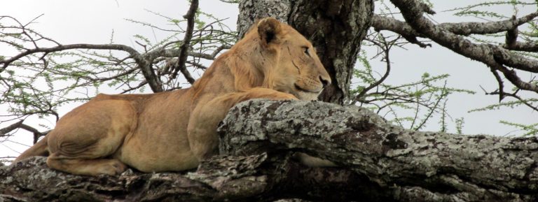 manyara Authentic lion