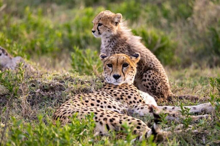 How Much Does a Tanzania Safari Cost?