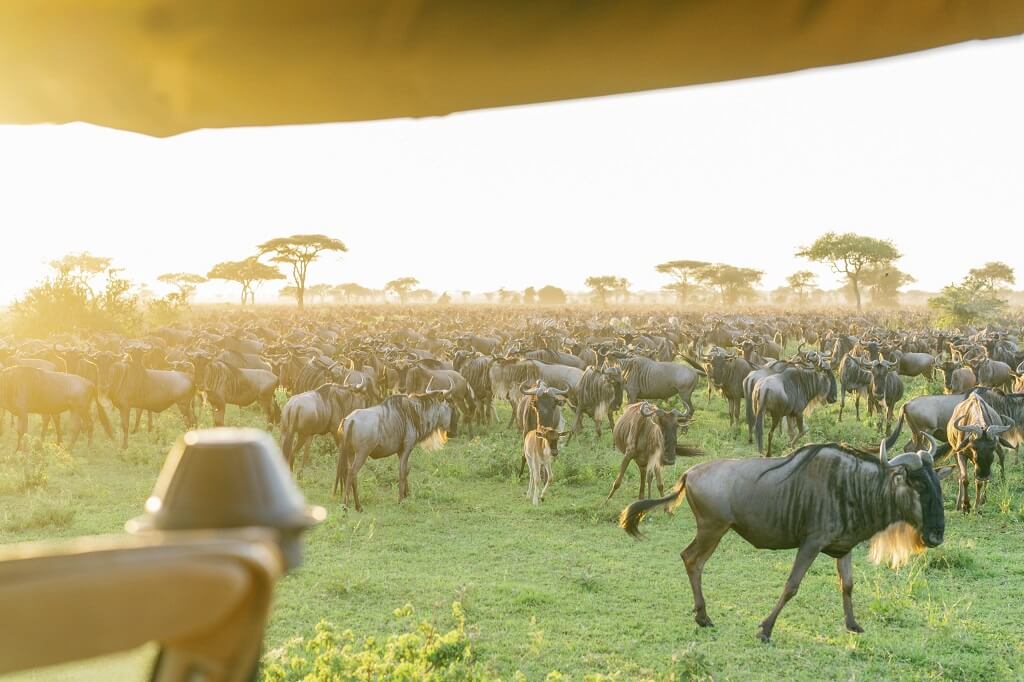 Best Time to See the Great Migration in Serengeti