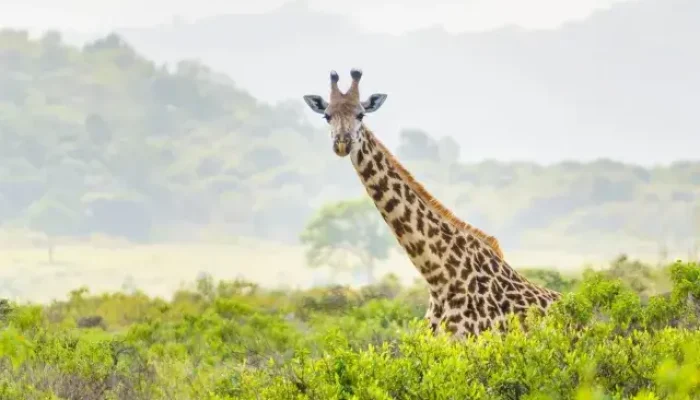 7-day-tanzania-safari