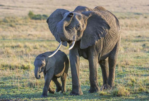 Authentic elephant big five