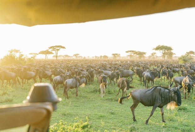 Best Time to See the Great Migration in Serengeti