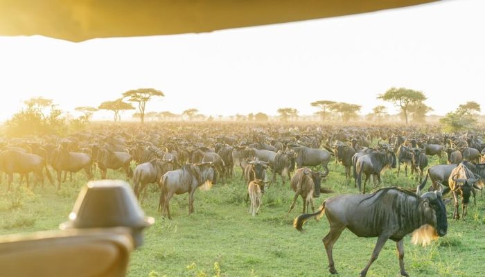 Best Time to See the Great Migration in Serengeti