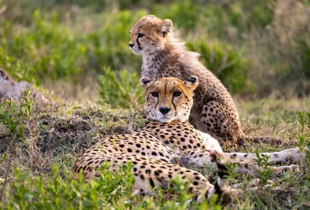 How Much Does a Tanzania Safari Cost