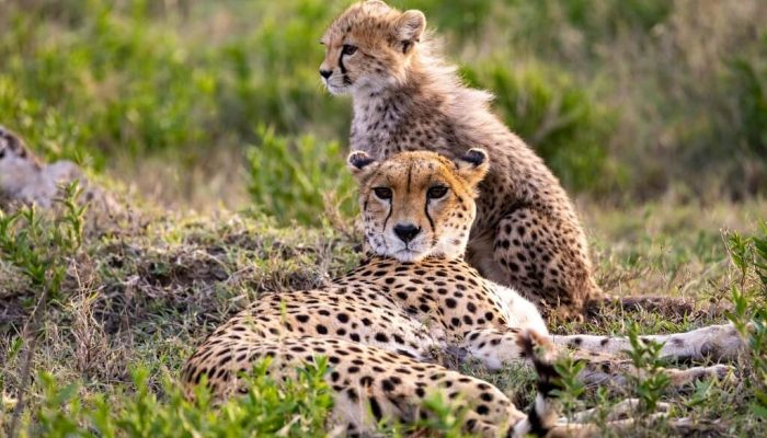 How Much Does a Tanzania Safari Cost