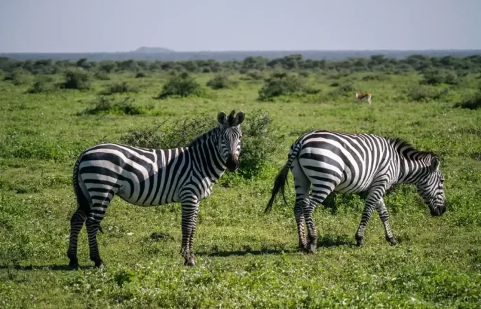 How Much Does a Tanzania Safari Cost1