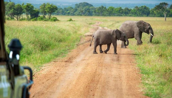 How Much Does a Tanzania Safari Cost2