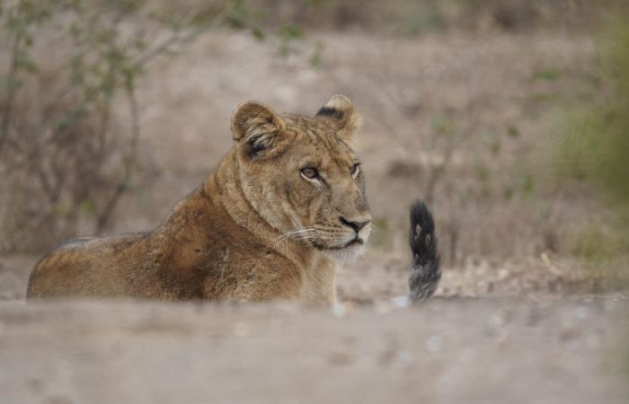 How Much Does a Tanzania Safari Cost3