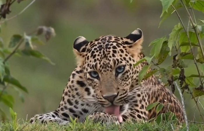Is Tanzania Safe for Tourists What You Need to Know in 2026 Leopard