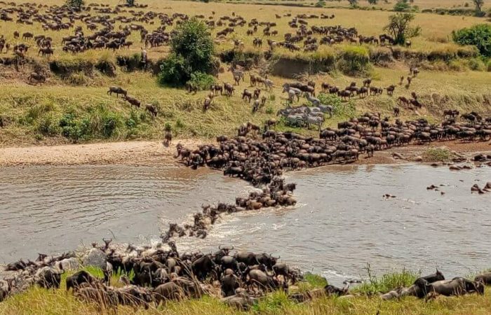 When Is the Best Time to See the Great Migration in Serengeti Crossing