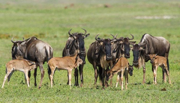 When Is the Best Time to See the Great Migration in Serengeti Ndutu