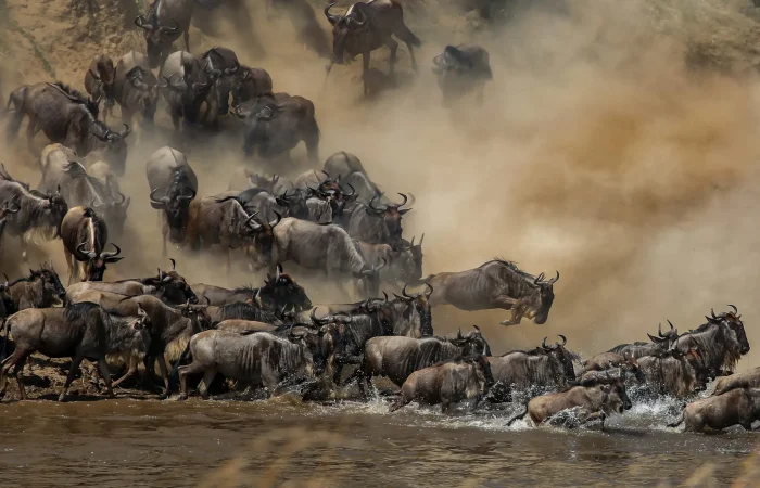 When Is the Best Time to See the Great Migration in Serengeti