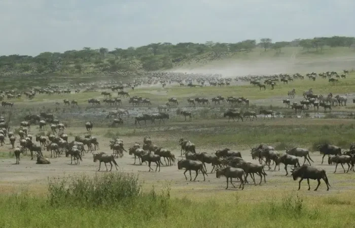 When Is the Best Time to See the Great Migration in Serengeti running